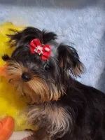 BOO, a female Yorkshire Terrier for sale in Eclectic, AL – Photo 1 of 10