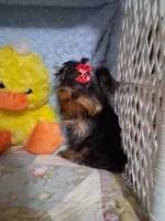 BOO, a female Yorkshire Terrier for sale in Eclectic, AL – Photo 10 of 10