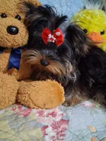 BOO, a female Yorkshire Terrier for sale in Eclectic, AL – Photo 4 of 10