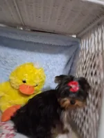 BOO, a female Yorkshire Terrier for sale in Eclectic, AL – Photo 8 of 10