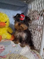 BOO, a female Yorkshire Terrier for sale in Eclectic, AL – Photo 5 of 10