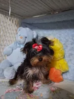 BOO, a female Yorkshire Terrier for sale in Eclectic, AL – Photo 9 of 10