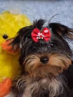 BOO, a female Yorkshire Terrier for sale in Eclectic, AL – Photo 2 of 10