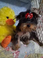 BOO, a female Yorkshire Terrier for sale in Eclectic, AL – Photo 6 of 10