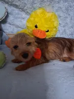 Jacks, a male Jack Russell Terrier and Yorkshire Terrier for sale in Eclectic, AL – 1 of 6