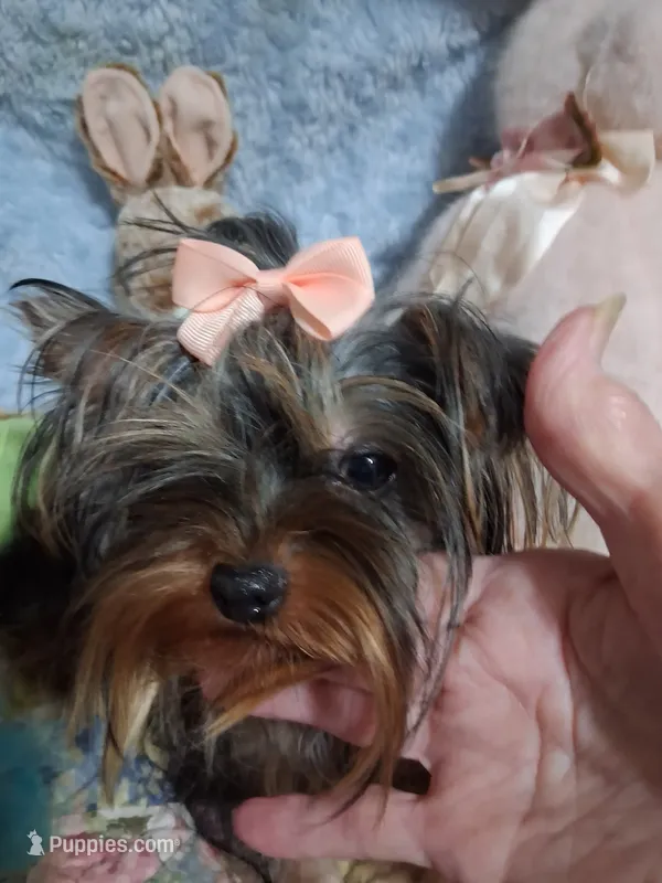 Emmie – Yorkshire Terrier puppy for sale in Eclectic, AL