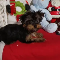 CĤEWIE, a male Yorkshire Terrier for sale in Eclectic, AL – Photo 1 of 7