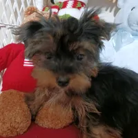 CĤEWIE, a male Yorkshire Terrier for sale in Eclectic, AL – Photo 7 of 7