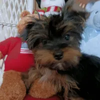 CĤEWIE, a male Yorkshire Terrier for sale in Eclectic, AL – Photo 6 of 7