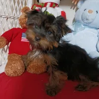CĤEWIE, a male Yorkshire Terrier for sale in Eclectic, AL – Photo 2 of 7
