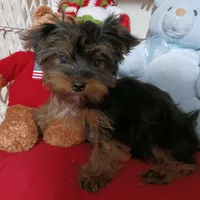 CĤEWIE, a male Yorkshire Terrier for sale in Eclectic, AL – Photo 3 of 7
