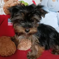 CĤEWIE, a male Yorkshire Terrier for sale in Eclectic, AL – Photo 5 of 7