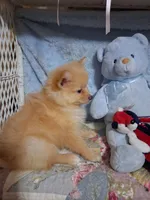 JAZZ, a male Pomeranian for sale in Eclectic, AL – Photo 4 of 8