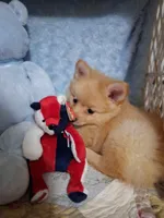 JAZZ, a male Pomeranian for sale in Eclectic, AL – Photo 7 of 8