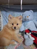 JAZZ, a male Pomeranian for sale in Eclectic, AL – Photo 2 of 8