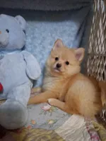 JAZZ, a male Pomeranian for sale in Eclectic, AL – Photo 3 of 8