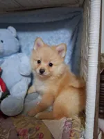 JAZZ, a male Pomeranian for sale in Eclectic, AL – Photo 6 of 8