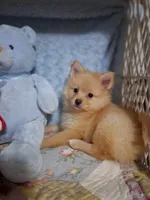 JAZZ, a male Pomeranian for sale in Eclectic, AL – Photo 8 of 8