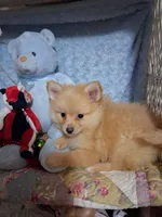 JAZZ, a male Pomeranian for sale in Eclectic, AL – Photo 5 of 8