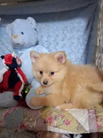 JAZZ, a male Pomeranian for sale in Eclectic, AL – Photo 1 of 8