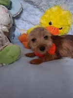 Jacks, a male Jack Russell Terrier and Yorkshire Terrier for sale in Eclectic, AL – 5 of 6