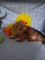 Jacks, a male Jack Russell Terrier and Yorkshire Terrier for sale in Eclectic, AL – 3 of 6