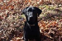 Harley's Male, a male Labrador Retriever for sale in Tullahoma, TN – Photo 2 of 6