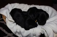 Harley's Male, a male Labrador Retriever for sale in Tullahoma, TN – Photo 5 of 6