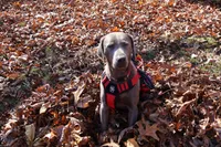 Harley's Male, a male Labrador Retriever for sale in Tullahoma, TN – Photo 3 of 6