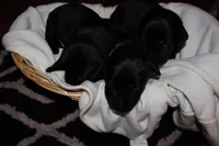 Harley's Male, a male Labrador Retriever for sale in Tullahoma, TN – Photo 4 of 6