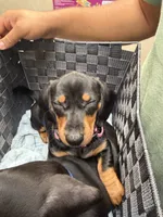 No name (Girl), a female Dachshund for sale in Las Vegas, NV – 2 of 2