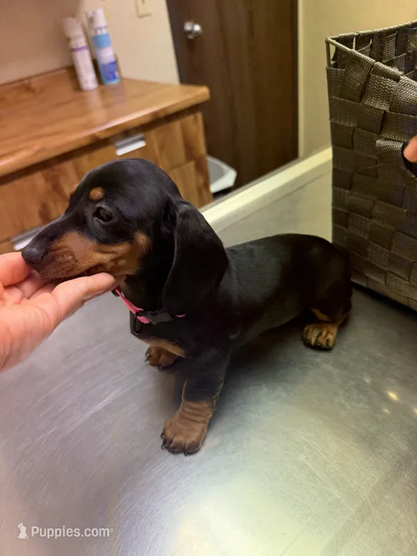 No name (Girl) – Dachshund puppy for sale in Las Vegas, NV