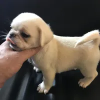 Pug white female , a female Pug for sale in Memphis, TN – 5 of 8