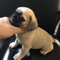 Fawn black mask female smaller 1 , a female Pug for sale in Memphis, TN – 1 of 6