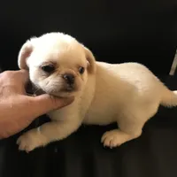 Pug white female , a female Pug for sale in Memphis, TN – 4 of 8