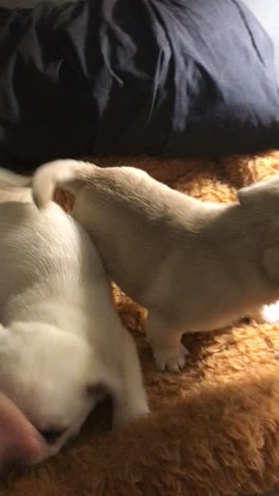 Pug white female , a female Pug for sale in Memphis, TN – 8 of 8