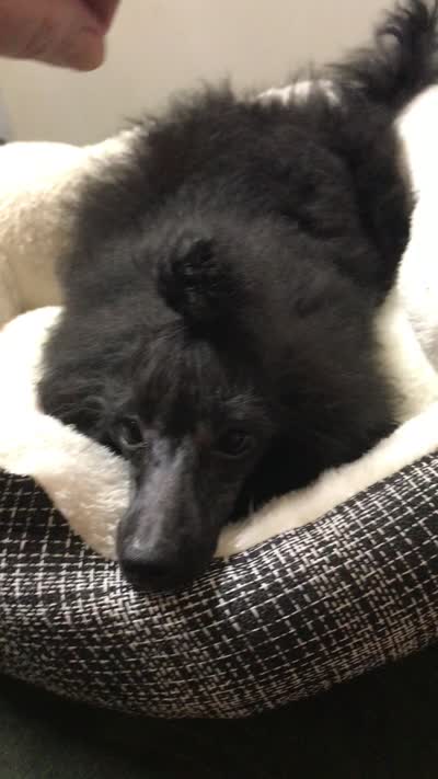 Akc full toy Girl , a female Poodle - Toy  for sale in Memphis, TN – 10 of 10
