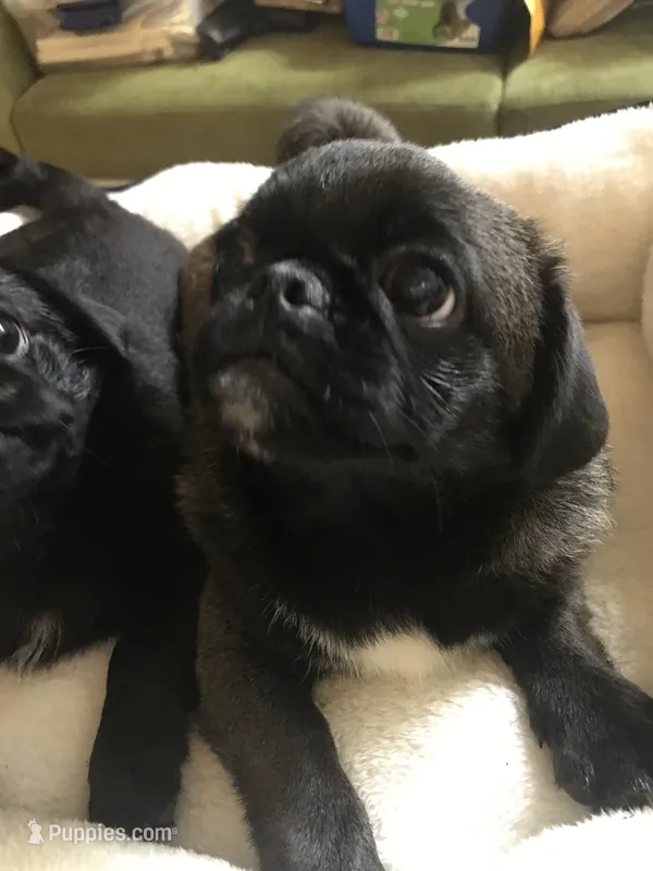 Sable female  – Pug puppy for sale in Memphis, TN