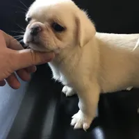 Pug white female , a female Pug for sale in Memphis, TN – 7 of 8