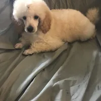Akc full orange male , a male Poodle - Toy  for sale in Memphis, TN – 9 of 10