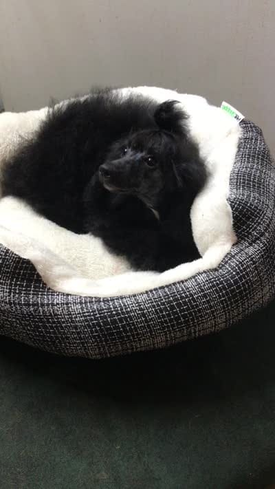 Akc full toy Girl , a female Poodle - Toy  for sale in Memphis, TN – 7 of 10