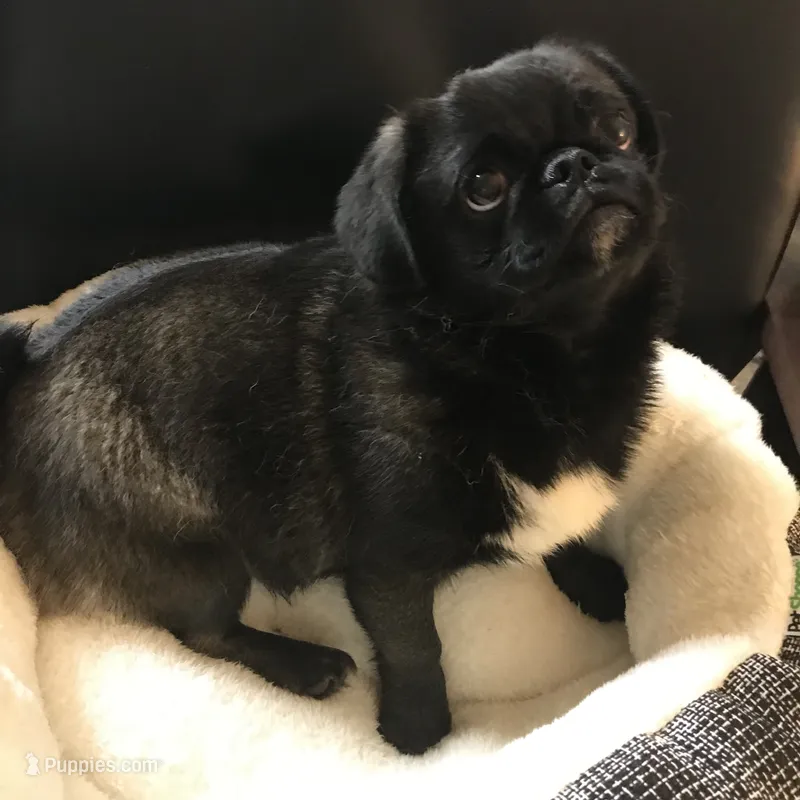 Sable female  – Pug puppy for sale in Memphis, TN