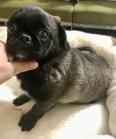 Sable female , a female Pug for sale in Memphis, TN – 6 of 7
