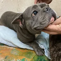 Akc full proven blue brindle, a male French Bulldog for sale in Memphis, TN – Photo 3 of 5