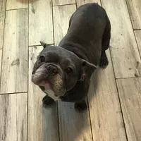 Akc full proven blue brindle, a male French Bulldog for sale in Memphis, TN – Photo 4 of 5