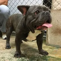 Akc full proven blue brindle, a male French Bulldog for sale in Memphis, TN – Photo 2 of 5