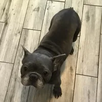 Akc full proven blue brindle, a male French Bulldog for sale in Memphis, TN – Photo 1 of 5