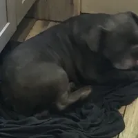 Akc full proven blue brindle, a male French Bulldog for sale in Memphis, TN – Photo 5 of 5