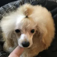 Akc tiny toy orange M , a male Poodle - Toy  for sale in Memphis, TN – 3 of 10