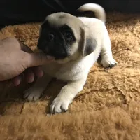 Pug male fawn black mask , a male Pug for sale in Memphis, TN – 6 of 8